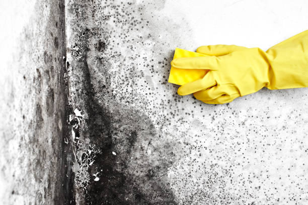 Crawl Space Mold Removal in Withamsville, OH