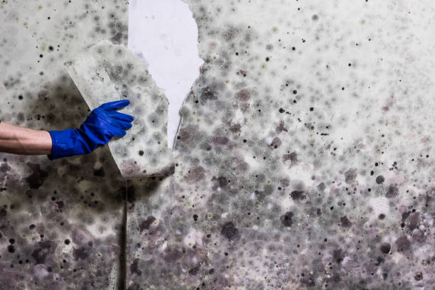 Trusted Withamsville, OH Mold Removal Experts